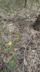 Ranunculus rhomboideus, photograph (c) treelogical, some rights reserved (CC BY)