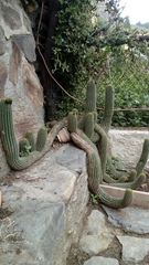 Trichocereus schickendantzii