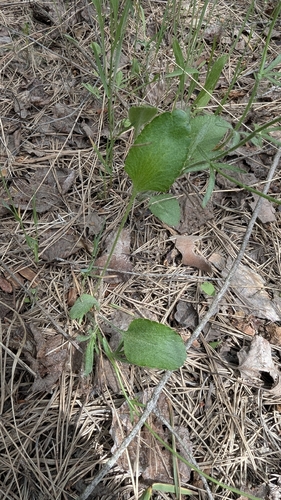 Ranunculus rhomboideus, photograph 4