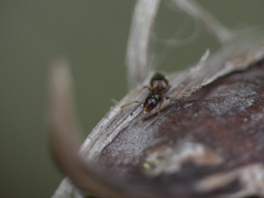 Crematogaster sordidula