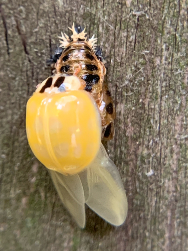 Asian Lady Beetle