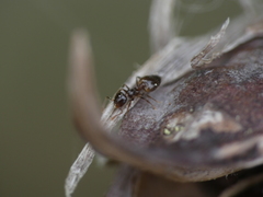 Crematogaster sordidula