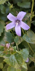 Campanula poscharskyana