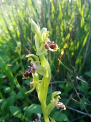 Ophrys umbilicata