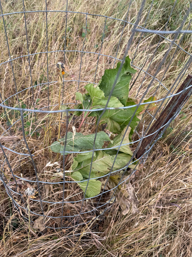 Balsamorhiza deltoidea, photograph 4