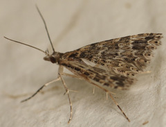 Alucita montana
