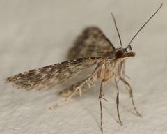Alucita montana
