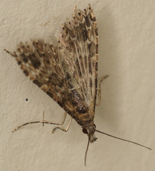 Alucita montana