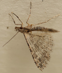 Alucita montana