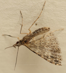 Alucita montana