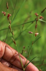 Alysicarpus roxburghianus