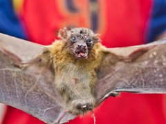 Cynopterinae