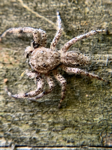 Tan Jumping Spider