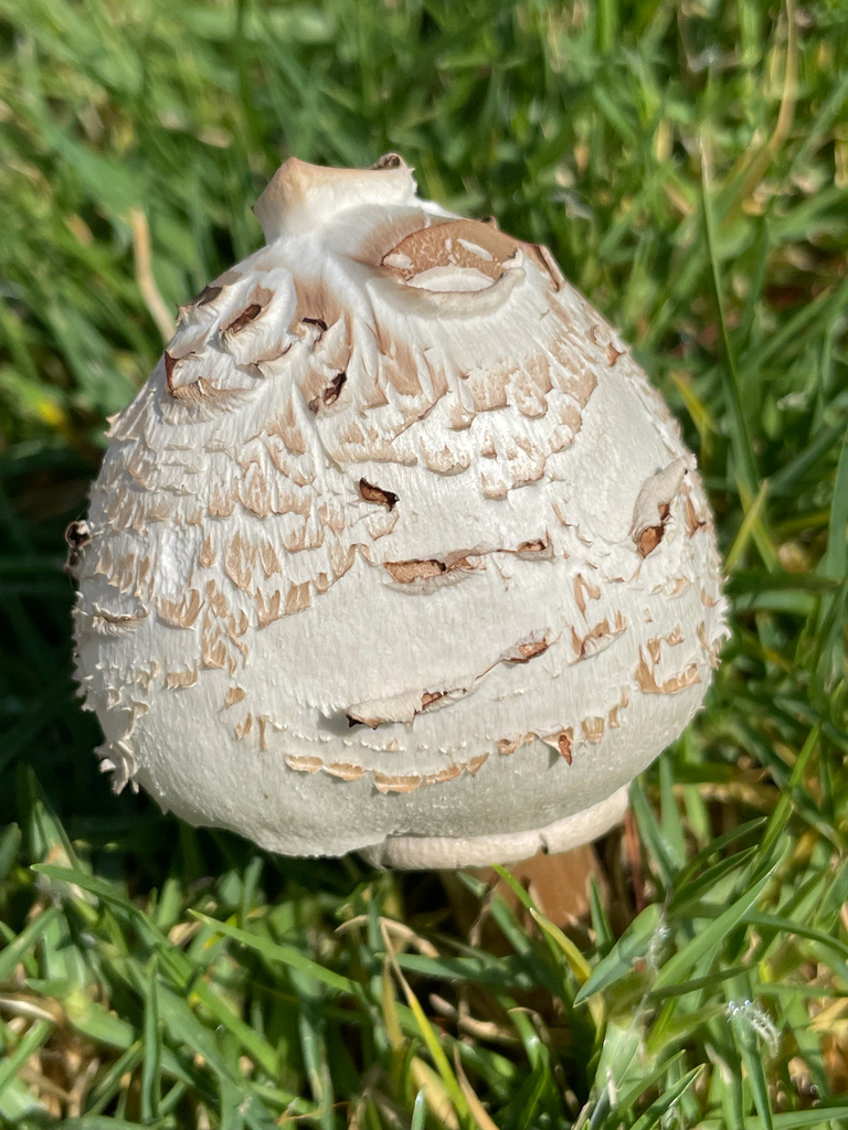 Green-spored Parasol · June 2026 · photo: Photo: (c) Mark Valen, some rights reserved (CC BY) · iNaturalist
