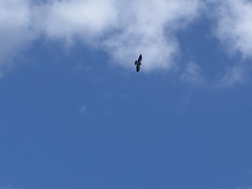 Swainson's Hawk