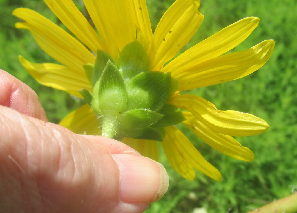Silphium radula; photograph (c) Linda Jo Conn, some rights reserved (CC BY)