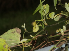 Aristolochia shimadae
