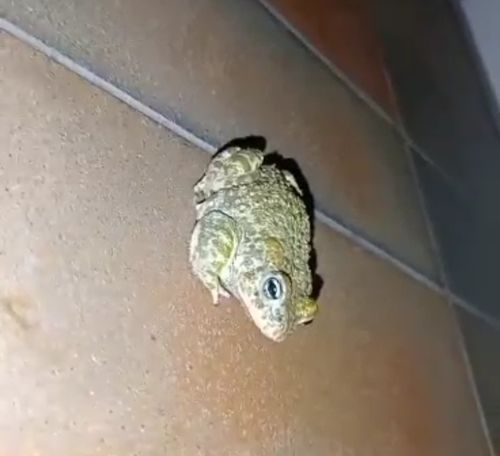 Natterjack Toad
