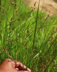 Alysicarpus roxburghianus