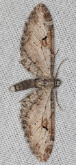 Eupithecia nevadata
