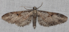 Eupithecia nevadata