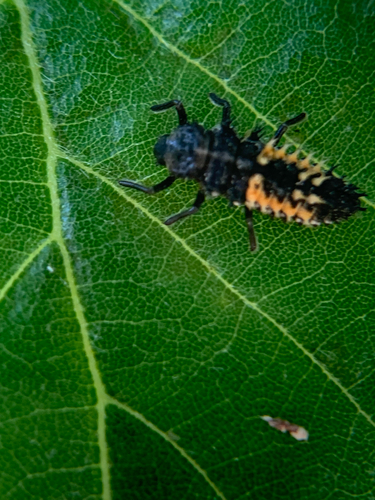 Asian Lady Beetle