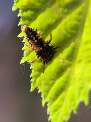 Asian Lady Beetle