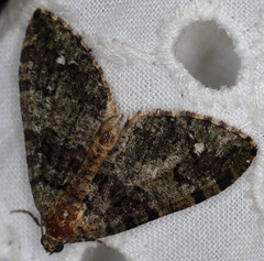 Hydriomena albifasciata