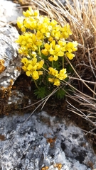 Draba aizoides