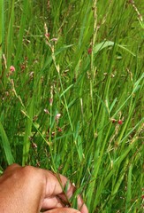 Alysicarpus roxburghianus