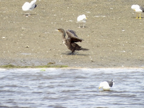 Great Cormorant