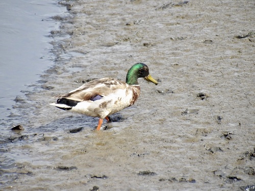 Mallard