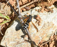 Odynerus melanocephalus