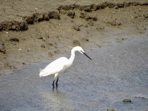 Little Egret