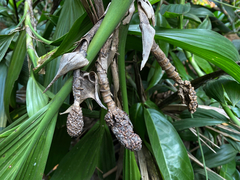 Split-leaf philodendron (Thoracocarpus bissectus)