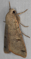 Cissusa indiscreta