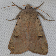 Cissusa indiscreta