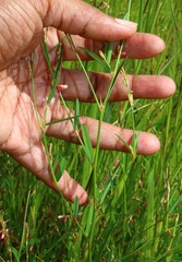 Alysicarpus roxburghianus