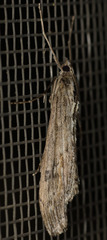 Evergestis angustalis