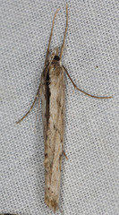 Evergestis angustalis