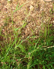 Alysicarpus roxburghianus