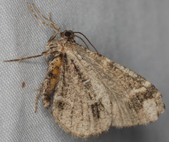 Stamnodes albiapicata