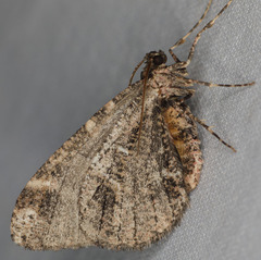 Stamnodes albiapicata