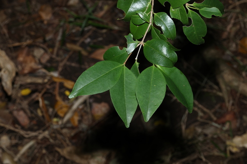 Memecylon pauciflorum, photograph 1
