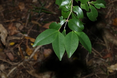 Memecylon pauciflorum, photograph (c) Greg Tasney, some rights reserved (CC BY-SA)