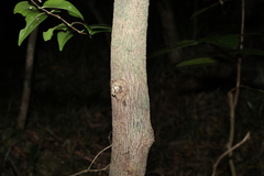 Memecylon pauciflorum, photograph (c) Greg Tasney, some rights reserved (CC BY-SA)