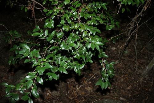 Memecylon pauciflorum, photograph 2