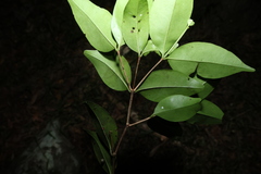 Memecylon pauciflorum, photograph (c) Greg Tasney, some rights reserved (CC BY-SA)