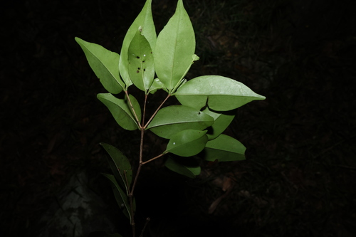 Memecylon pauciflorum, photograph 5