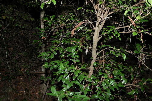 Memecylon pauciflorum, photograph 6